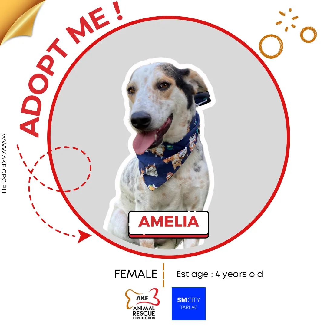 Amelia image 0