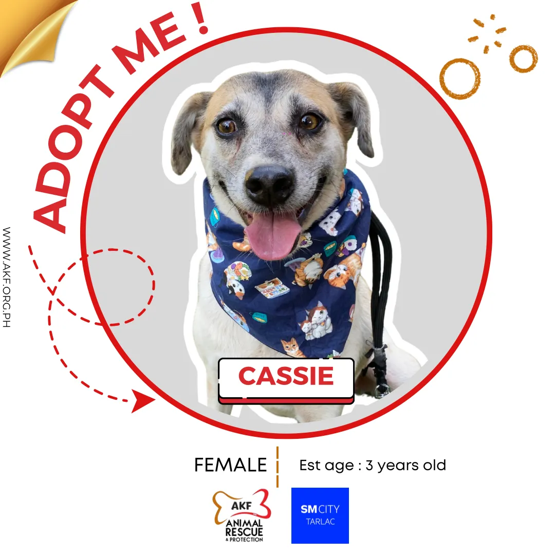 Cassie image 0