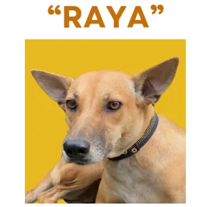 RAYA