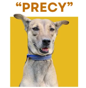 PRECY