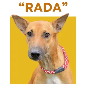 RADA