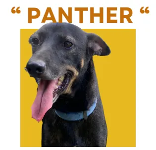 PANTHER 