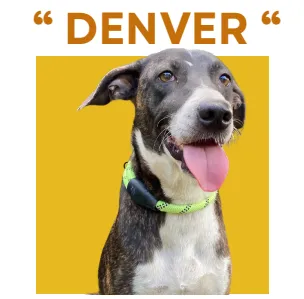 DENVER