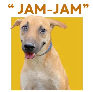 JAM JAM