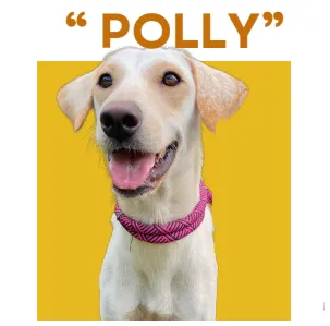 POLLY