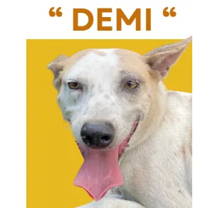 DEMI