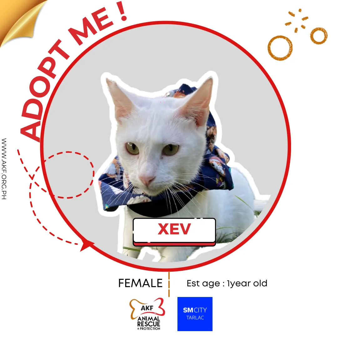 Xev image 0