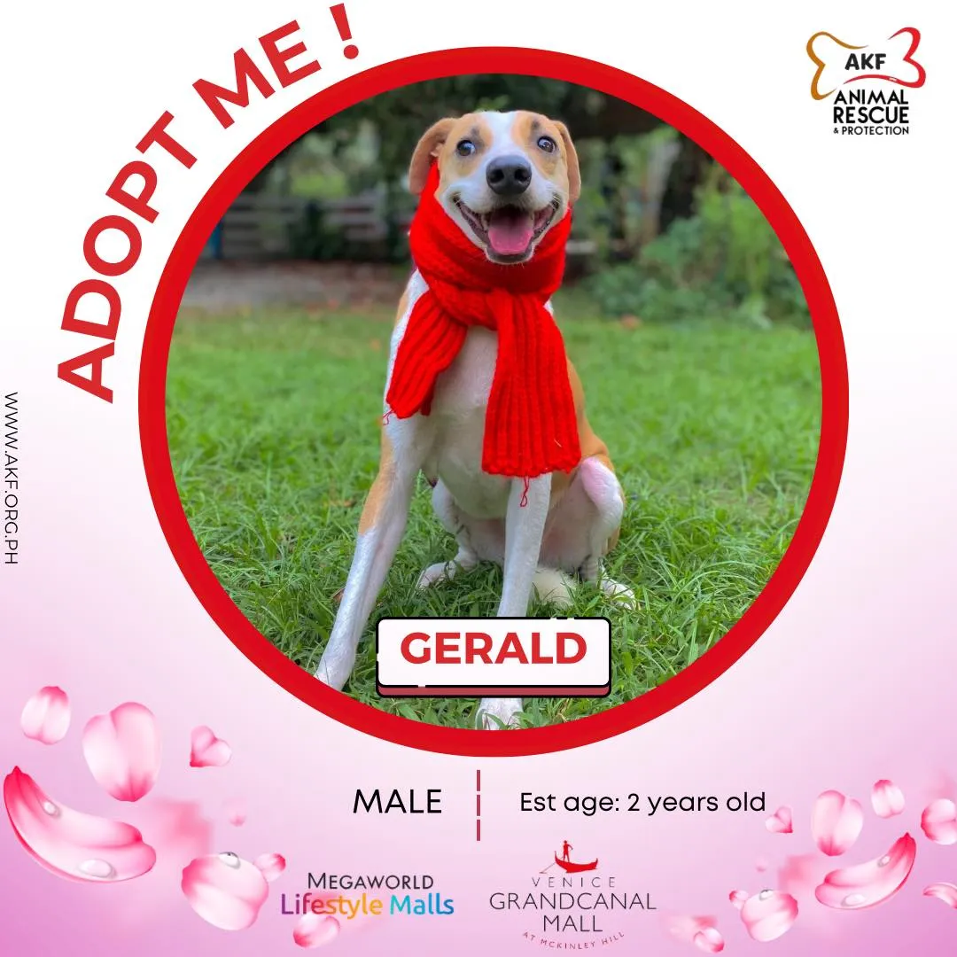 GERALD  image 0