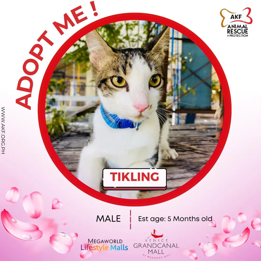 Tikling image 0