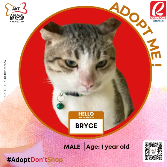 BRYCE-CAT