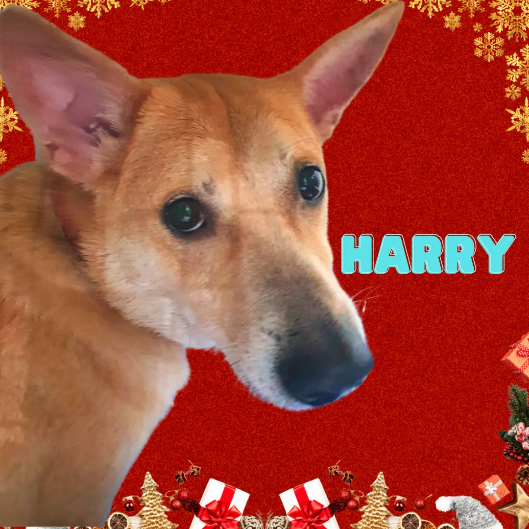 Harry image 0