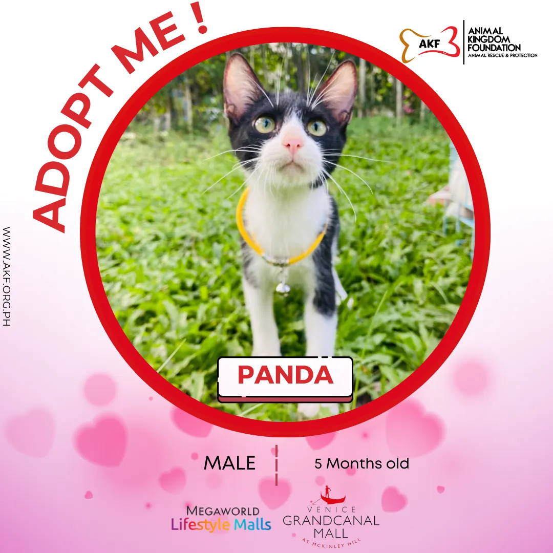 PANDA