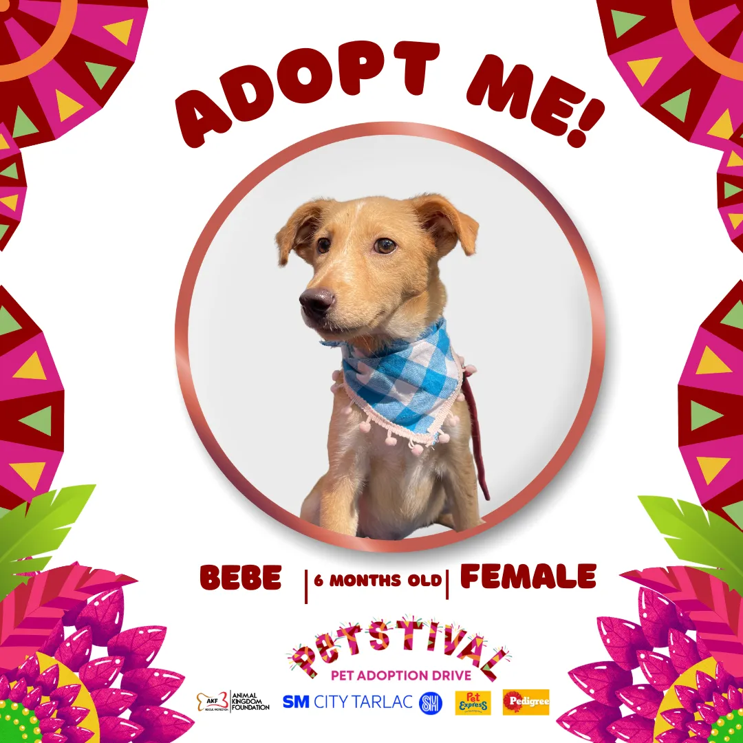 BEBE image 0