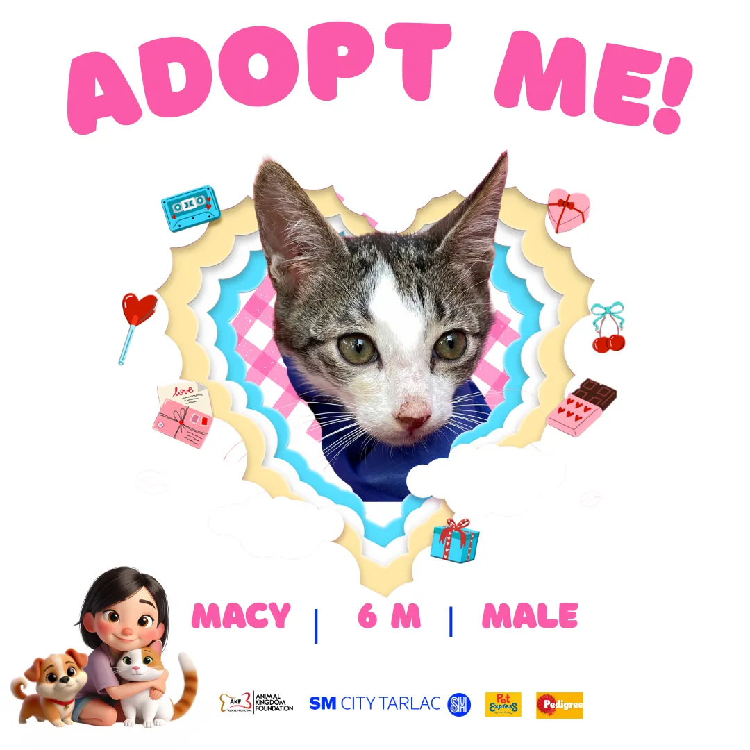 Macy image 0