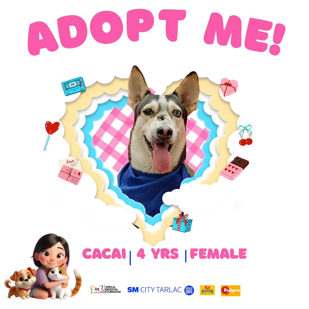 Cacai image 0